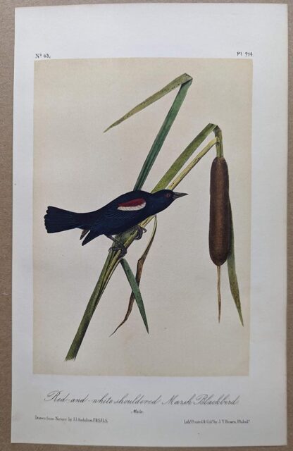 Original lithograph by John Audubon of the Red-and-white-shouldered Marsh-Blackbird / Tricolored Blackbird, 3rd Edition, plate 214
