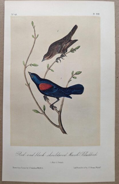 Original lithograph by John Audubon of the Red-and-black-shouldered Marsh-Blackbird / Red-winged Blackbird, 3rd Edition, plate 215