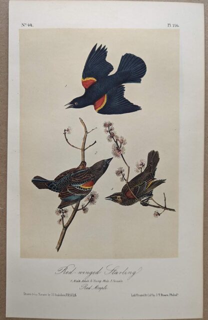 Original lithograph by John Audubon of the Red-winged Starling / Red-winged Blackbird, 3rd Edition, plate 216