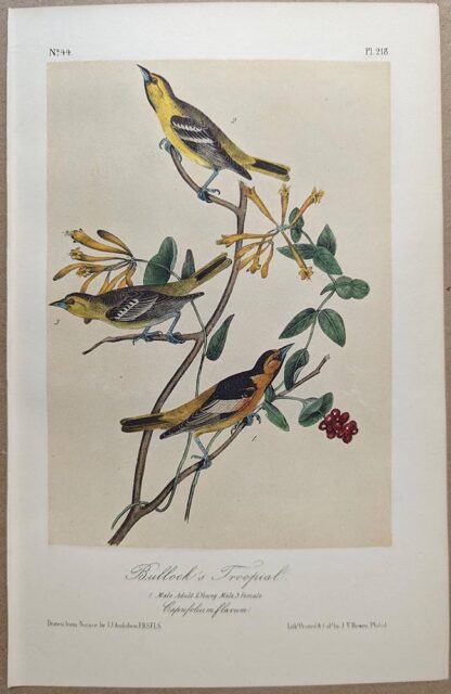 Original lithograph by John Audubon of the Bullock's Troopial / Northern Oriole, 3rd Edition, plate 218