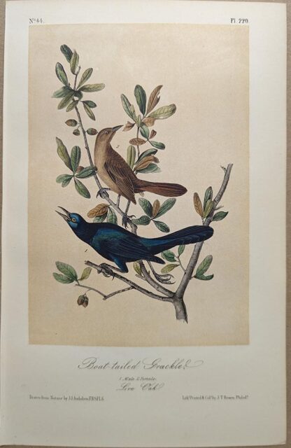 Original lithograph by John Audubon of the Boat-tailed Grackle, 3rd Edition, plate 220