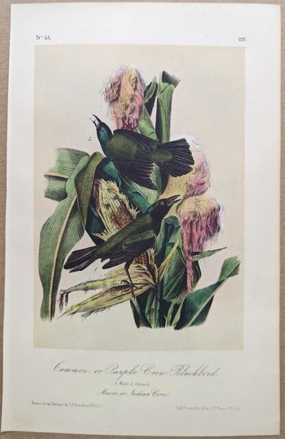 Original lithograph by John Audubon of the Common, or Purple Crow-Blackbird / Common Grackle, 3rd Edition, plate 221