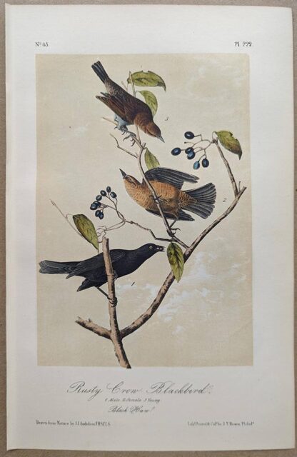 Original lithograph by John Audubon of the Rusty Crow-Blackbird / Rusty Blackbird, 3rd Edition, plate 222
