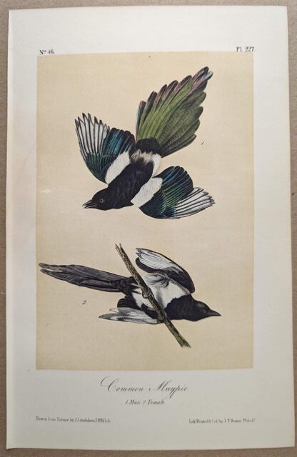 Original lithograph by John Audubon of the Common Magpie / Black-billed Magpie, 3rd Edition, plate 227