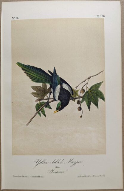 Original lithograph by John Audubon of the Yellow-billed Magpie, 3rd Edition, plate 228