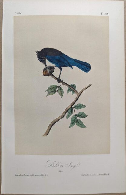 Original lithograph by John Audubon of the Stellers Jay / Steller's Jay, 3rd Edition, plate 230
