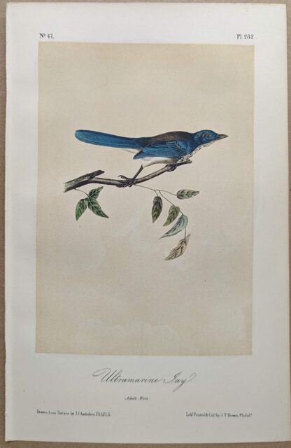 Original lithograph by John Audubon of the Ultramarine Jay / Scrub Jay, 3rd Edition, plate 232