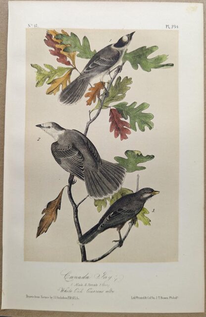 Original lithograph by John Audubon of the Canada Jay / Gray Jay, 3rd Edition, plate 234