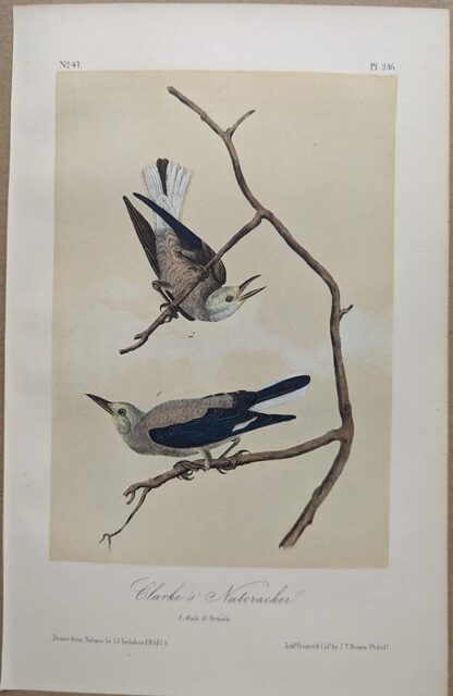 Original lithograph by John Audubon of the Clarke's Nutcracker, 3rd Edition, plate 235