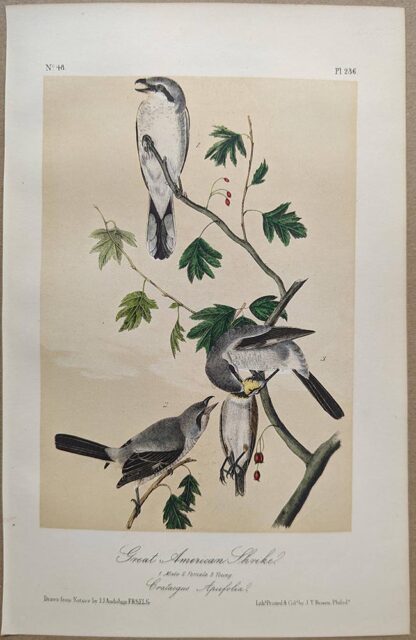 Original lithograph by John Audubon of the Great American Shrike / Northern Shrike, 3rd Edition, plate 236