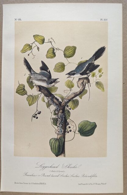 Original lithograph by John Audubon of the Loggerhead Shrike, 3rd Edition, plate 237