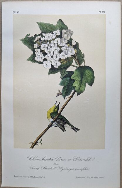 Original lithograph by John Audubon of the Yellow-Throated Vireo, or Greenlet / Yellow-throated Vireo, 3rd Edition, plate 238