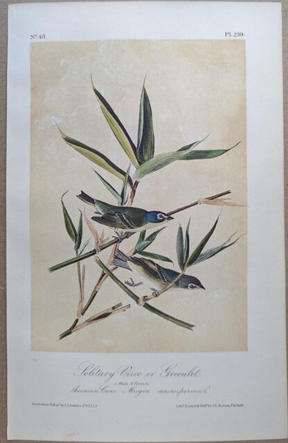Original lithograph by John Audubon of the Solitary Vireo or Greenlet / Solitary Vireo, 3rd Edition, plate 239
