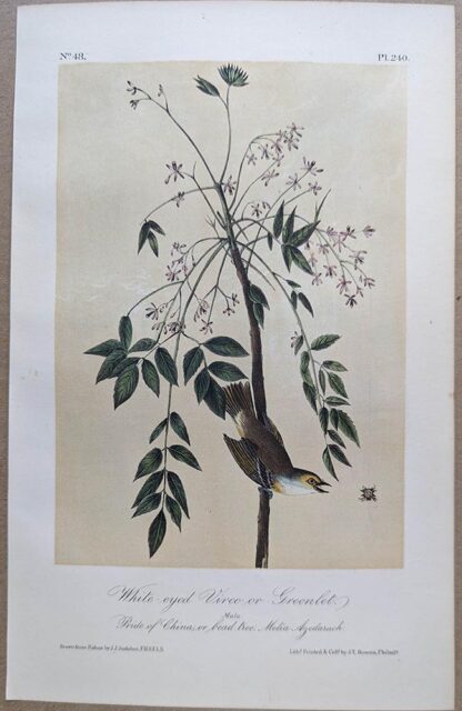 Original lithograph by John Audubon of the White-eyed Vireo, or Greenlet / White-eyed Vireo, 3rd Edition, plate 240