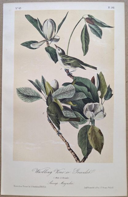 Original lithograph by John Audubon of the Warbling Vireo or Greenlet / Warbling Vireo, 3rd Edition, plate 241