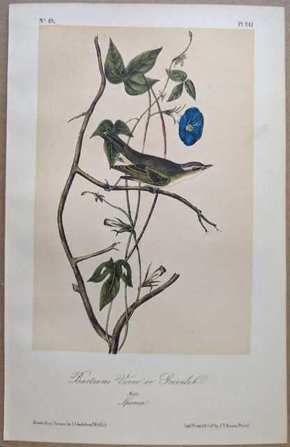 Original lithograph by John Audubon of the Bartrams Vireo or Greenlet / Red-eyed Vireo, 3rd Edition, plate 242