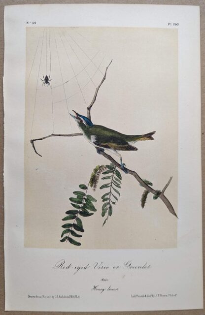 Original lithograph by John Audubon of the Red-eyed Vireo or Greenlet / Red-eyed Vireo, 3rd Edition, plate 243