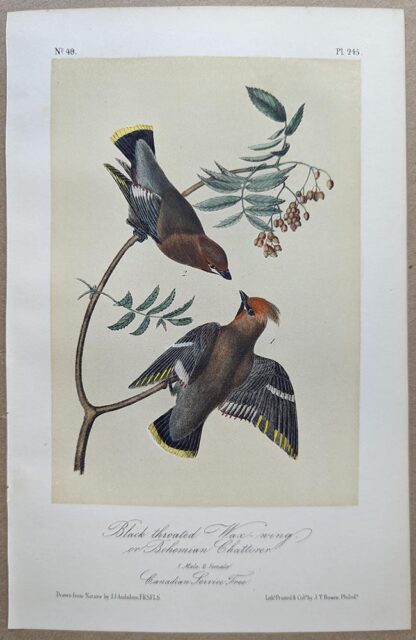 Original lithograph by John Audubon of the Black throated Wax-wing or Bohemian Chatterer / Bohemian Waxwing, 3rd Edition, plate 245