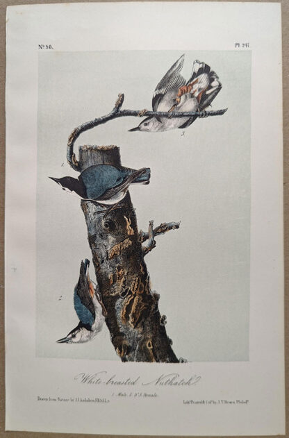 Original lithograph by John Audubon of the White-breasted Nuthatch / White-headed Nuthatch, 3rd Edition, plate 247
