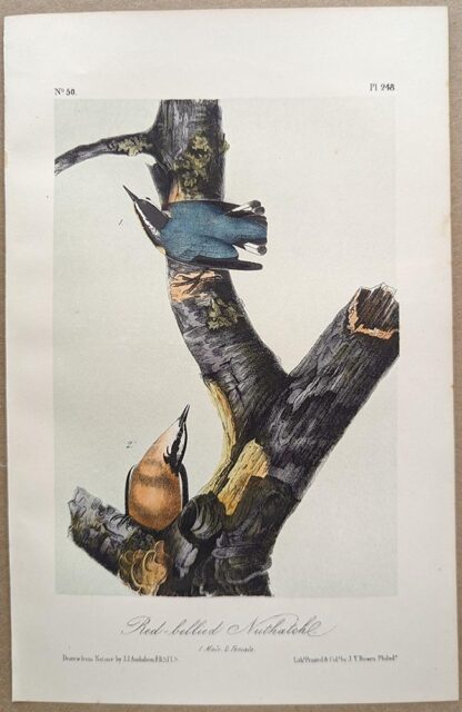 Original lithograph by John Audubon of the Red-bellied Nuthatch / Red-breasted Nuthatch, 3rd Edition, plate 248