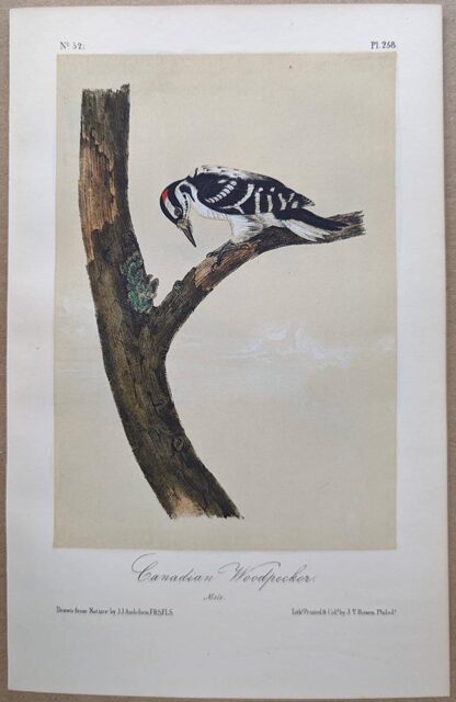 Original lithograph by John Audubon of the Canadian Woodpecker / Hairy Woodpecker, 3rd Edition, plate 258