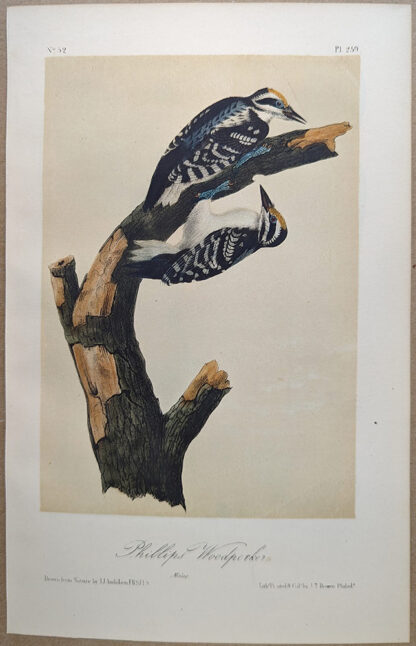 Original lithograph by John Audubon of the Phillip's Woodpecker / Hairy Woodpecker, 3rd Edition, plate 259