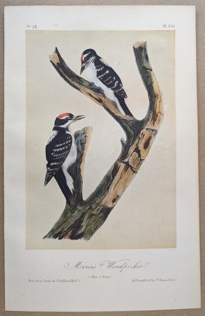 Original lithograph by John Audubon of the Maria's Woodpecker / Hairy Woodpecker, 3rd Edition, plate 260
