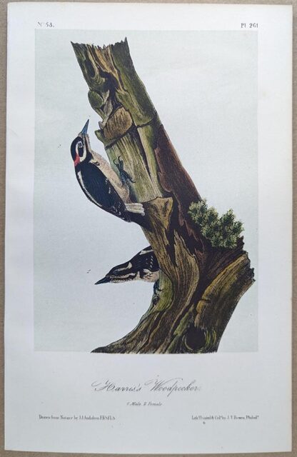 Original lithograph by John Audubon of the Harris' Woodpecker / Hairy Woodpecker, 3rd Edition, plate 261