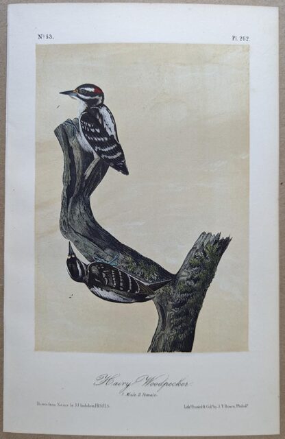 Original lithograph by John Audubon of the Hairy Woodpecker, 3rd Edition, plate 262