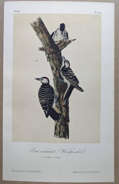 Original lithograph by John Audubon of the Red-cockaded Woodpecker, 3rd Edition, plate 264
