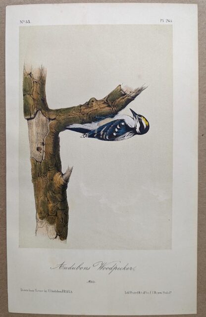 Original lithograph by John Audubon of the Audubons' Woodpecker / Hairy Woodpecker, 3rd Edition, plate 265