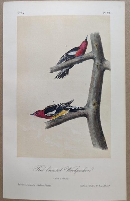 Original lithograph by John Audubon of the Red-breasted Woodpecker / Red-breasted Sapsucker, 3rd Edition, plate 266