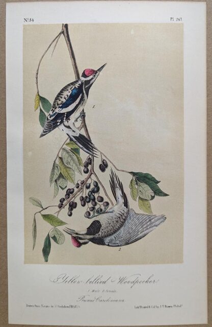 Original lithograph by John Audubon of the Yellow-bellied Woodpecker / Yellow-bellied Sapsucker, 3rd Edition, plate 267