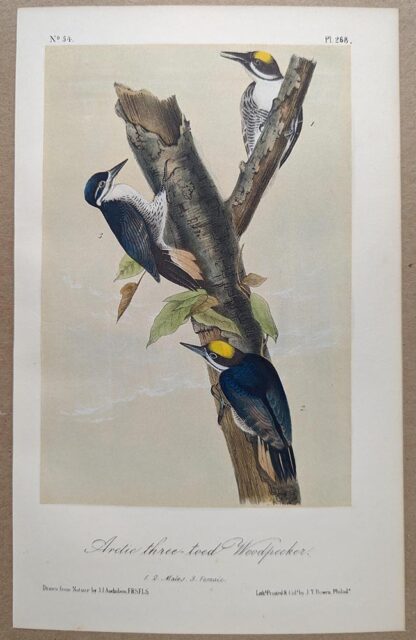 Original lithograph by John Audubon of the Arctic three-toed Woodpecker / Black-backed Woodpecker, 3rd Edition, plate 268