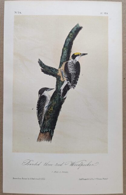 Original lithograph by John Audubon of the Banded three-toed Woodpecker / Three-toed Woodpecker, 3rd Edition, plate 269
