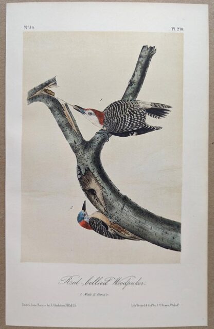 Original lithograph by John Audubon of the Red-bellied Woodpecker, 3rd Edition, plate 270
