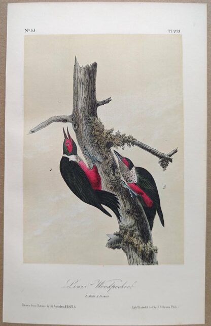 Original lithograph by John Audubon of the Lewis' Woodpecker, 3rd Edition, plate 272