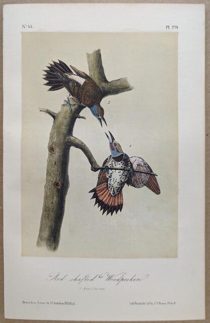 Original lithograph by John Audubon of the Red-shafted Woodpecker / Northern Flicker, 3rd Edition, plate 274