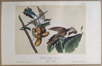 Original lithograph by John Audubon of the Yellow-billed Cuckoo, 3rd Edition, plate 275