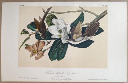 Original lithograph by John Audubon of the Black-billed Cuckoo, 3rd Edition, plate 276