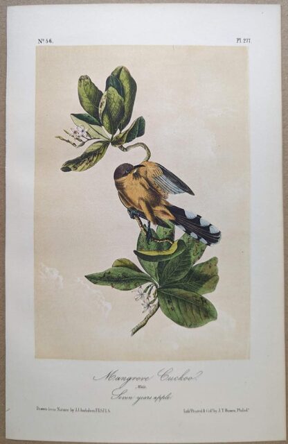 Original lithograph by John Audubon of the Mangrove Cuckoo, 3rd Edition, plate 277