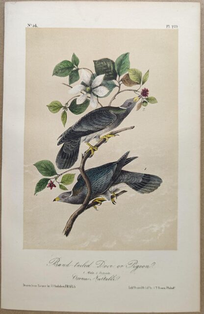 Original lithograph by John Audubon of the Band-tailed Dove or Pigeon / Band-tailed Pigeon, 3rd Edition, plate 279