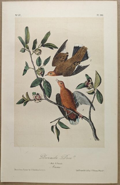Original lithograph by John Audubon of the Zenaida Dove, 3rd Edition, plate 281