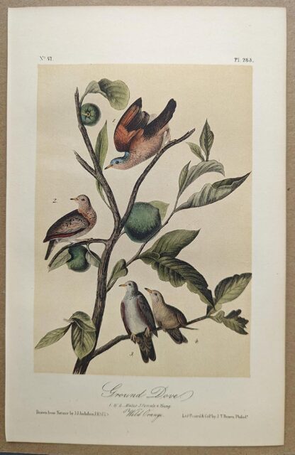 Original lithograph by John Audubon of the Ground Dove / Common Ground Dove, 3rd Edition, plate 283