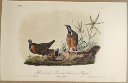 Original lithograph by John Audubon of the Blue headed Ground Dove or Pigeon / Blue-headed Quail-Dove, 3rd Edition, plate 284