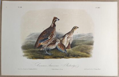 Original lithograph by John Audubon of the Common American Partridge / Northern Bobwhite, 3rd Edition, plate 289