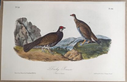 Original lithograph by John Audubon of the Dusky Grouse / Blue Grouse, 3rd Edition, plate 295
