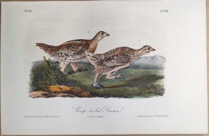Original lithograph by John Audubon of the Sharp-tailed Grouse, 3rd Edition, plate 298