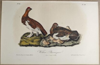 Original lithograph by John Audubon of the Willow Ptarmigan, 3rd Edition, plate 299