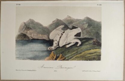 Original lithograph by John Audubon of the American Ptarmigan / Rock Ptarmigan, 3rd Edition, plate 300